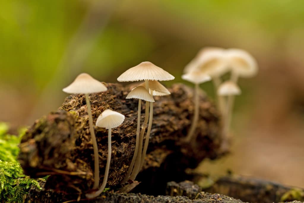 The Easy Way To Grow Golden Teacher Mushrooms!